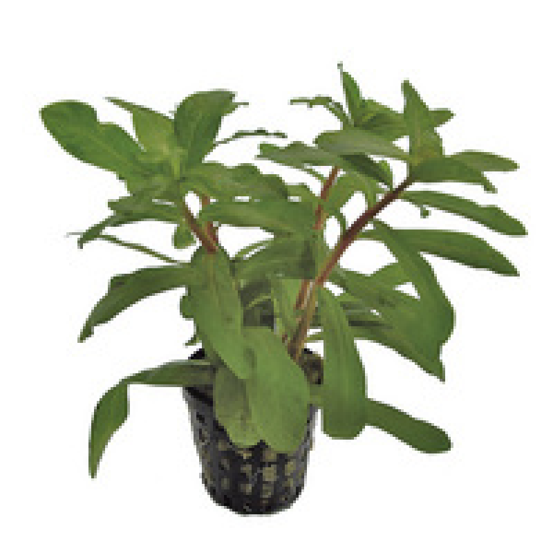 6x Ammania Gracilis